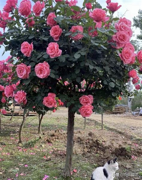 樹狀月季花哪裡買|樹狀月季值不值得買？當然值得買，養的時間越久，開花越多